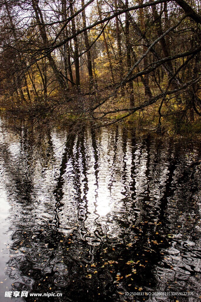 秋日树林倒影于静谧水面