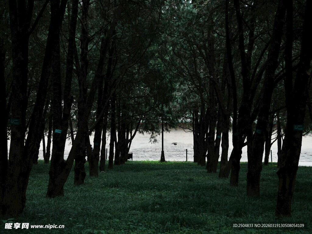 幽静林间小道 绿意盎然