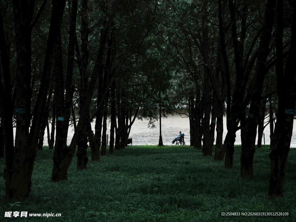 幽静树林间的绿意景致