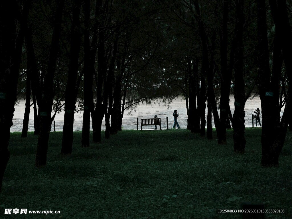 静谧树林中的朦胧景象