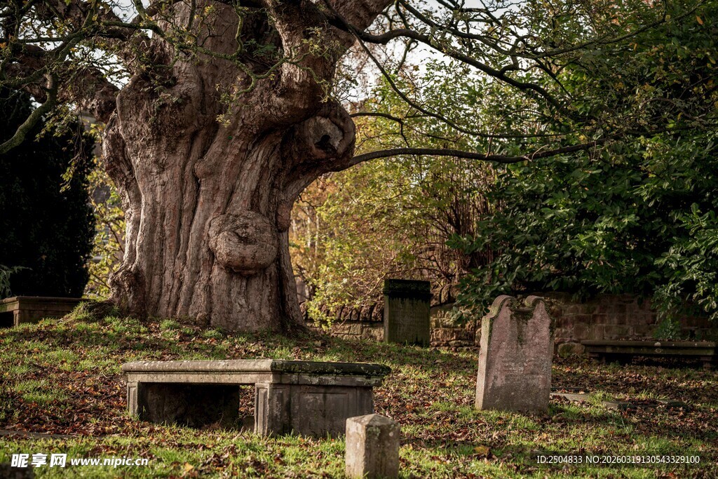 古老墓地中的参天大树
