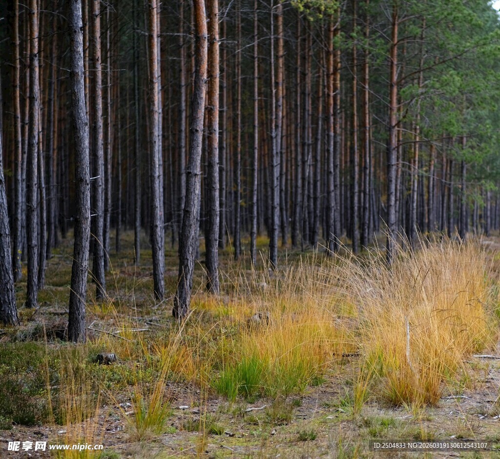 秋日松林下的金黄草地