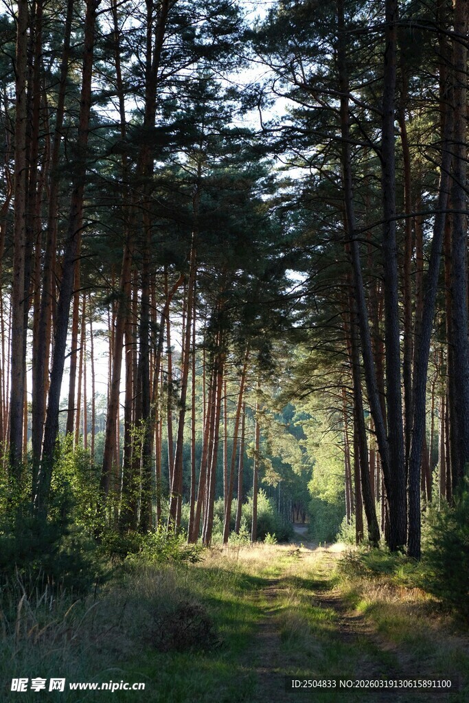 阳光洒落的静谧森林小道