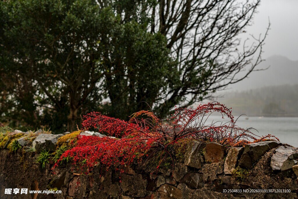 雾中湖畔的红树与绿植