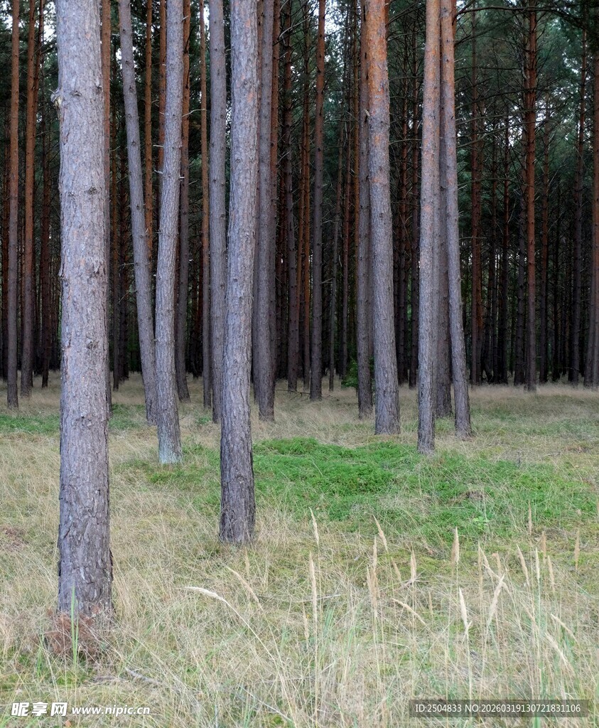 静谧的松树林景观