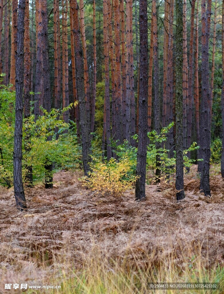 秋日森林景象