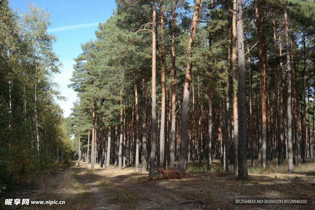林间小道 静谧松林风光