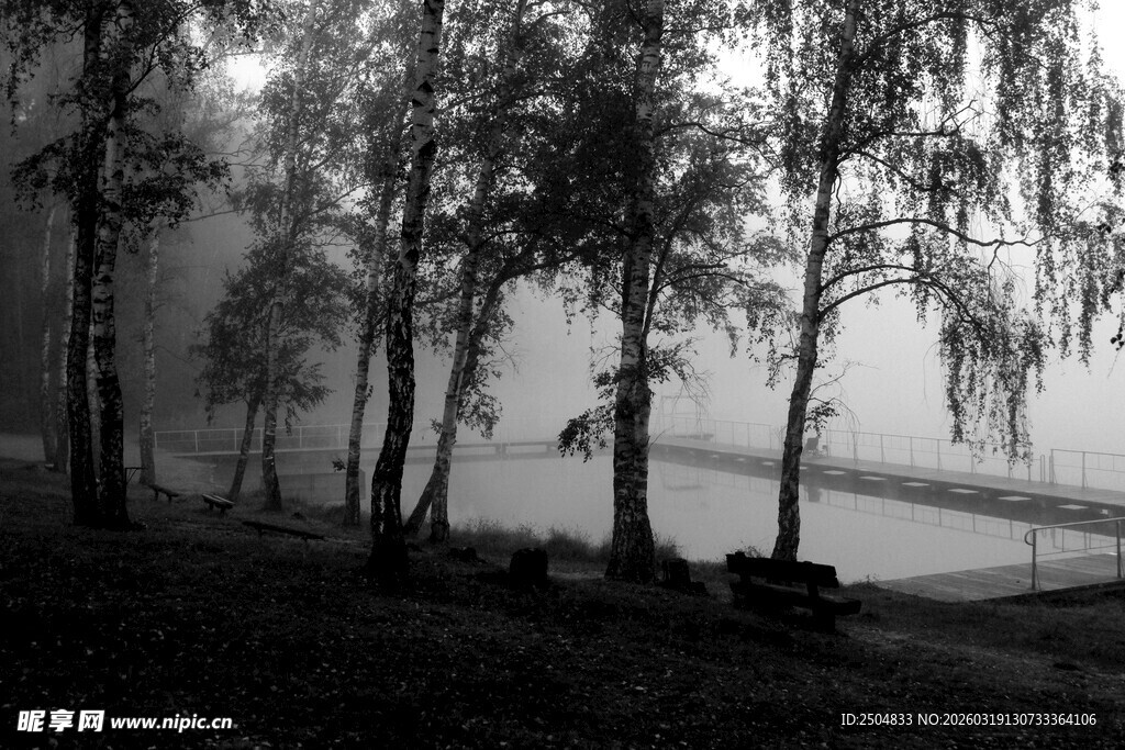 雾中湖畔树林静谧景致
