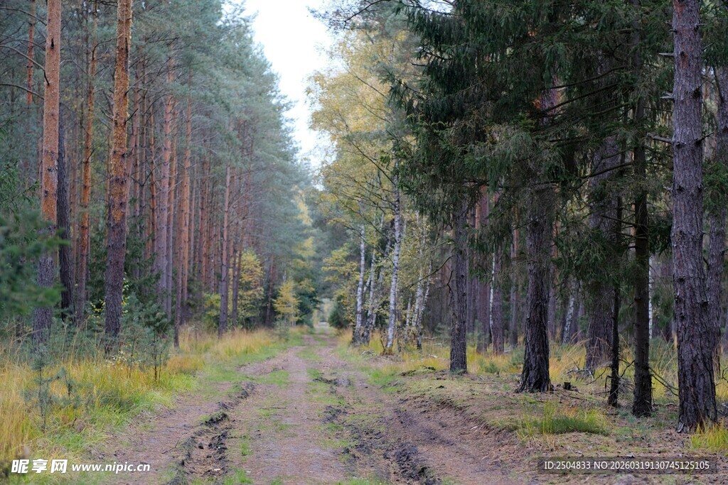 林间泥土路 秋色正宜人