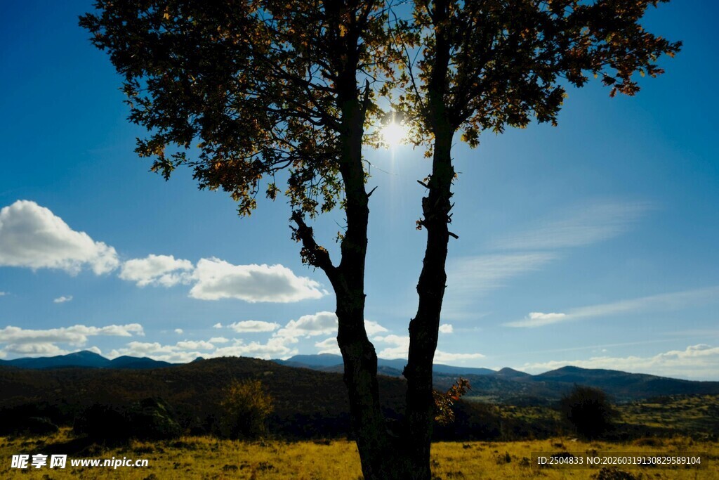 阳光下的双树与远山风景