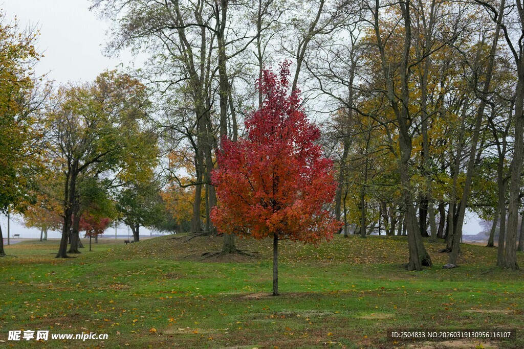 秋日独树 一抹绚烂红韵