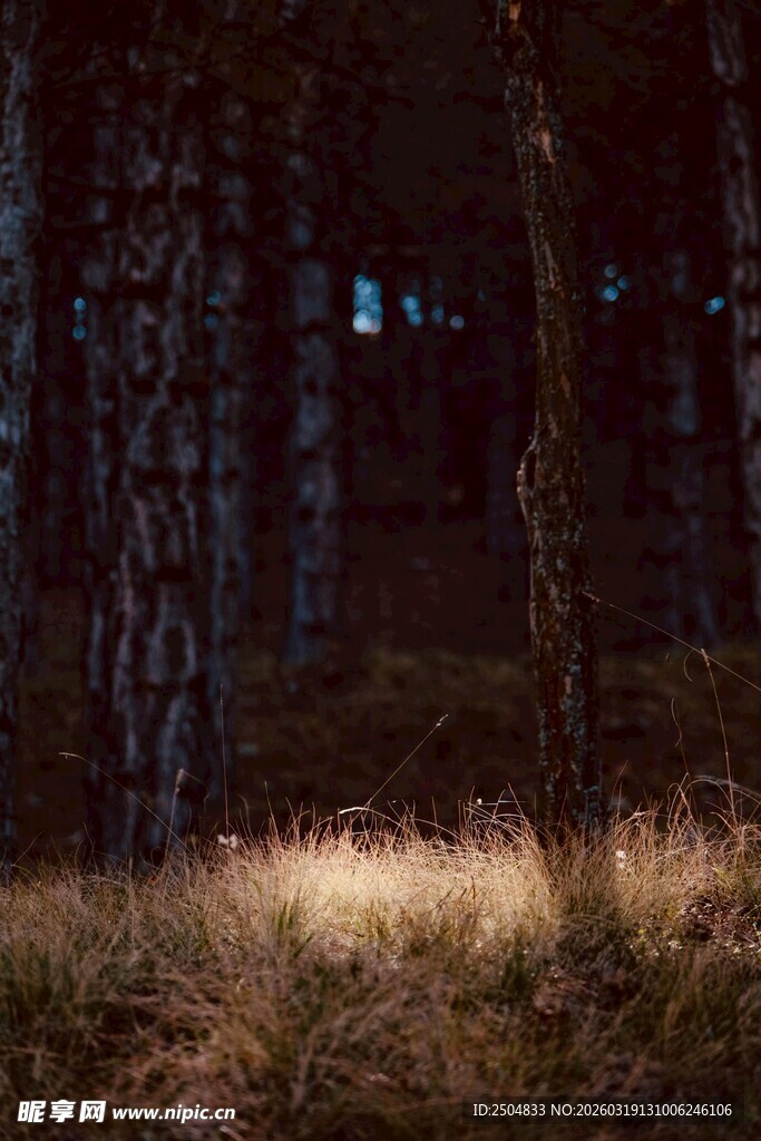 夜晚林间微光景象