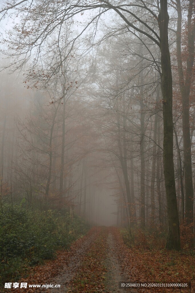 雾中幽径 秋林静谧之景