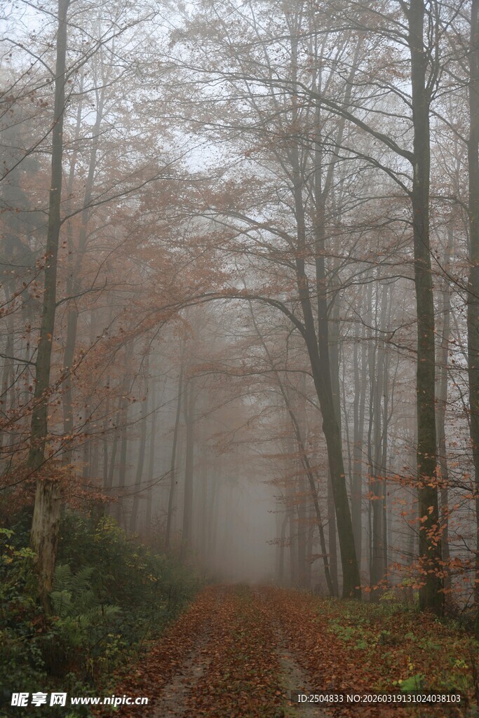 雾中秋日森林小径