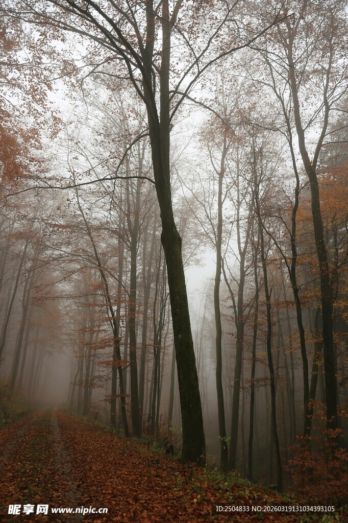 雾中幽径 秋林落叶景致
