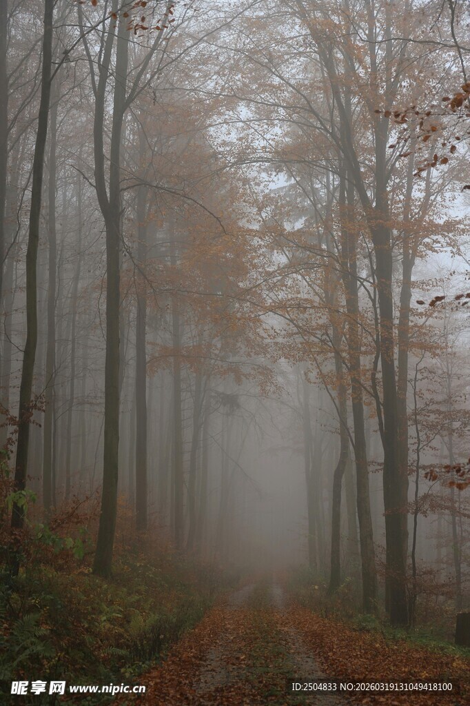 雾中幽径 秋林静谧之景