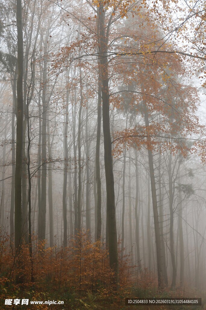 雾中树林 秋色朦胧之美