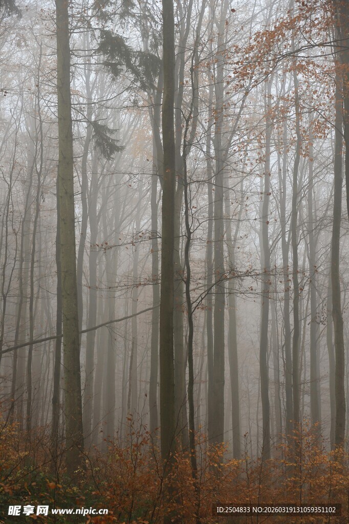 雾中森林秋景