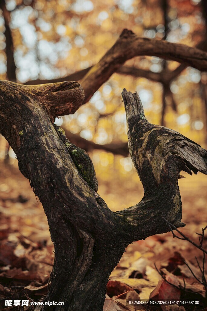 秋日枯木旁的啄木鸟
