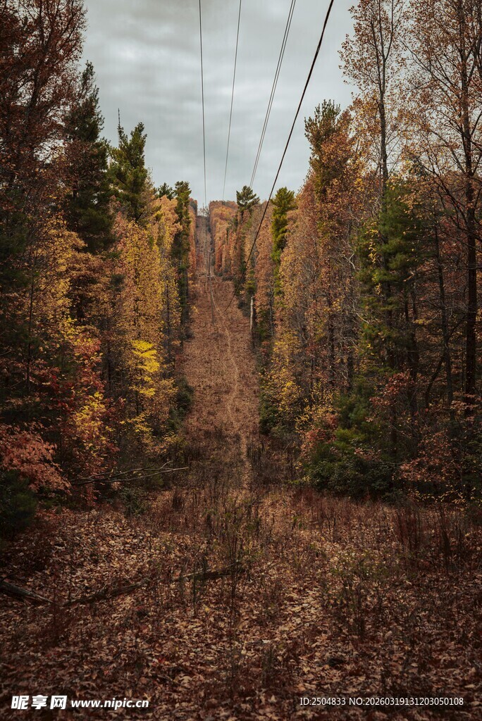 秋日林间小道 黄叶覆径