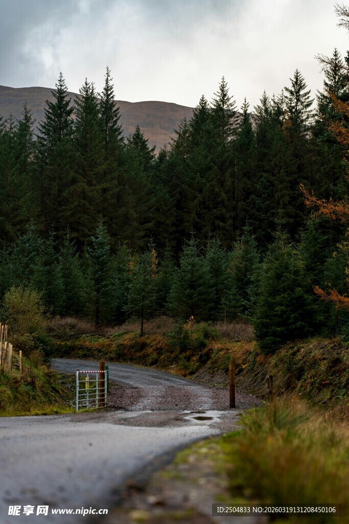 山间蜿蜒公路与葱郁林木