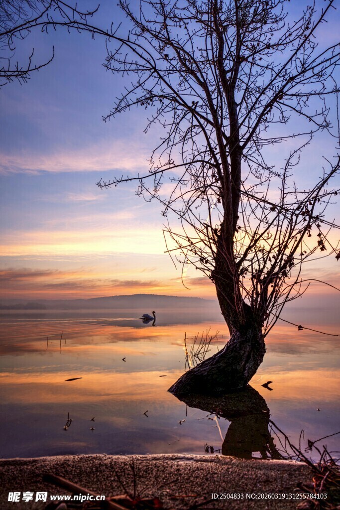 湖畔孤树映晚霞