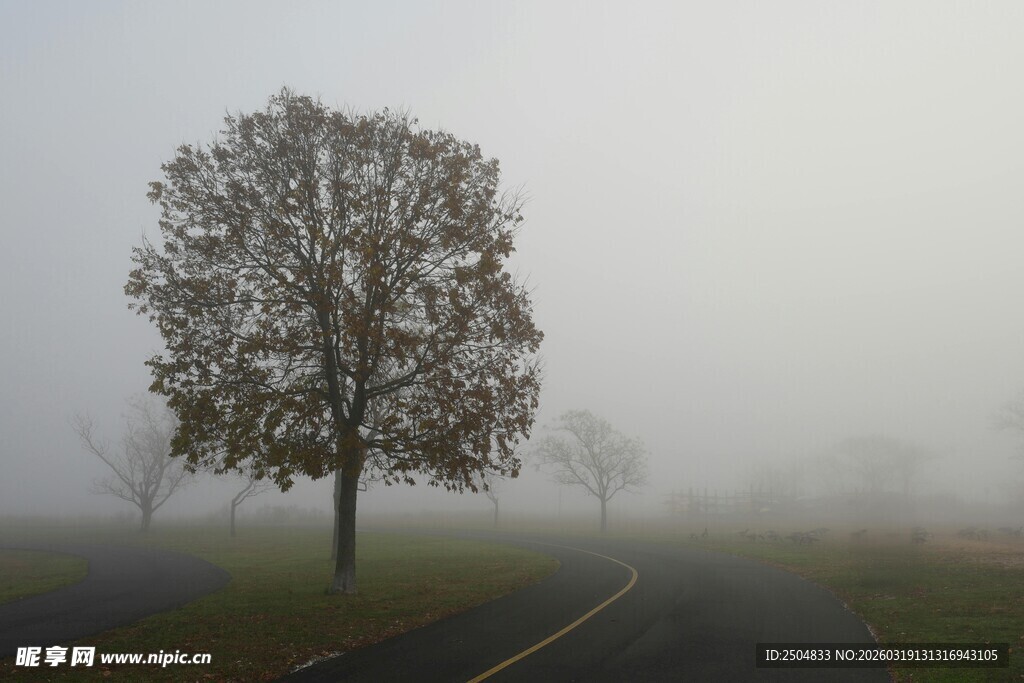 雾中孤树 静谧之路景