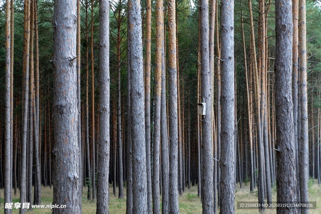 挺拔的松树林