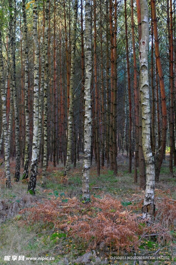秋日桦树林中的斑斓景致