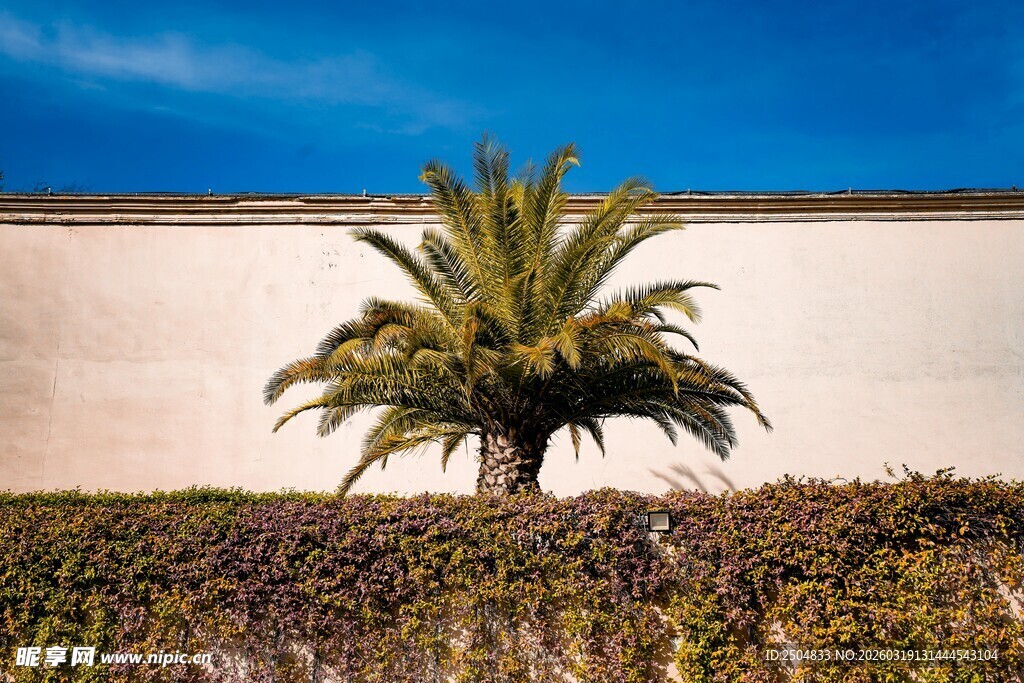 墙边孤植的翠绿棕榈树