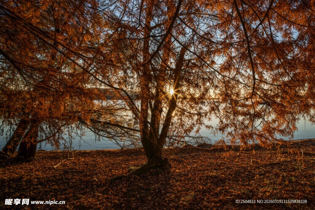 秋日黄昏下的树林美景