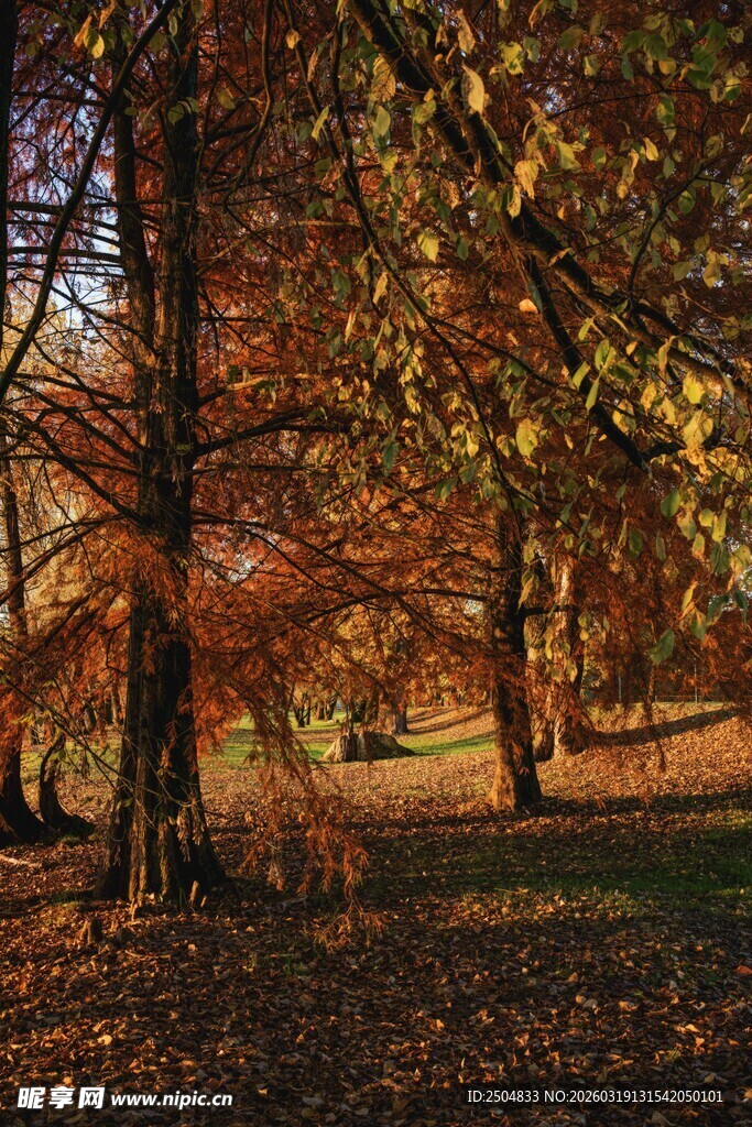 秋日公园落叶树林美景