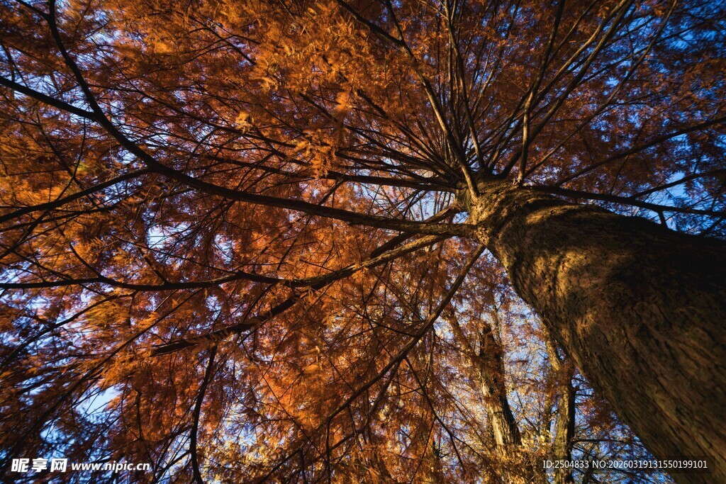 秋日仰观斑斓树冠