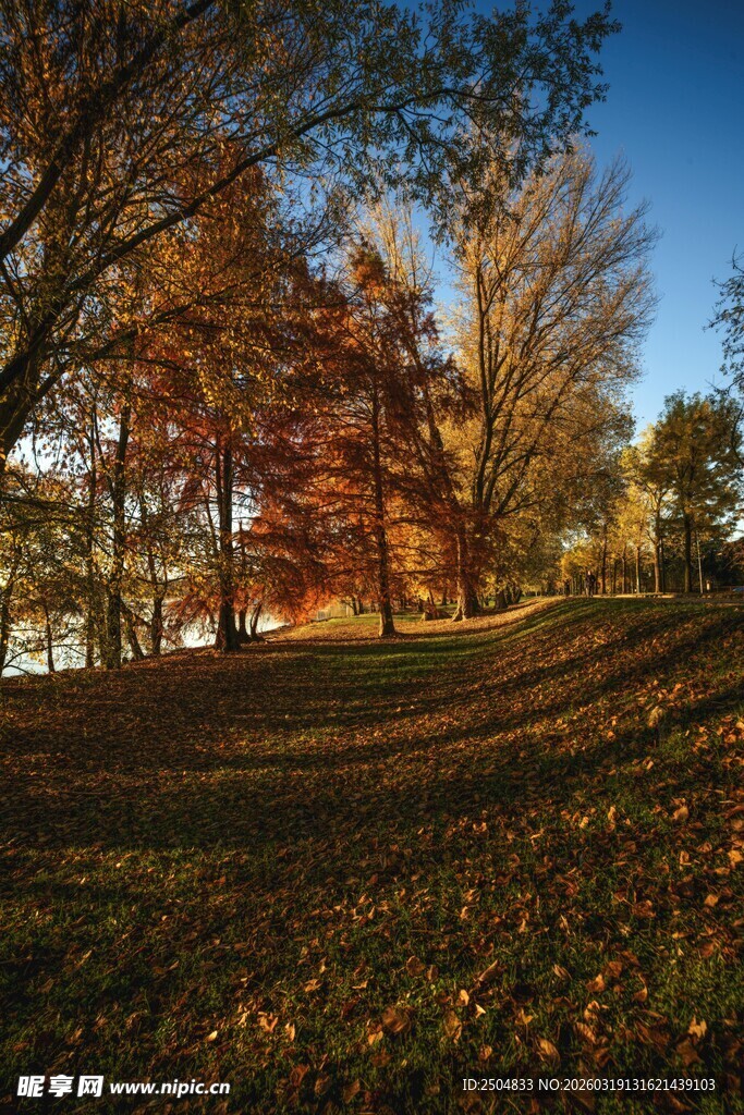 秋日山坡上的斑斓树林