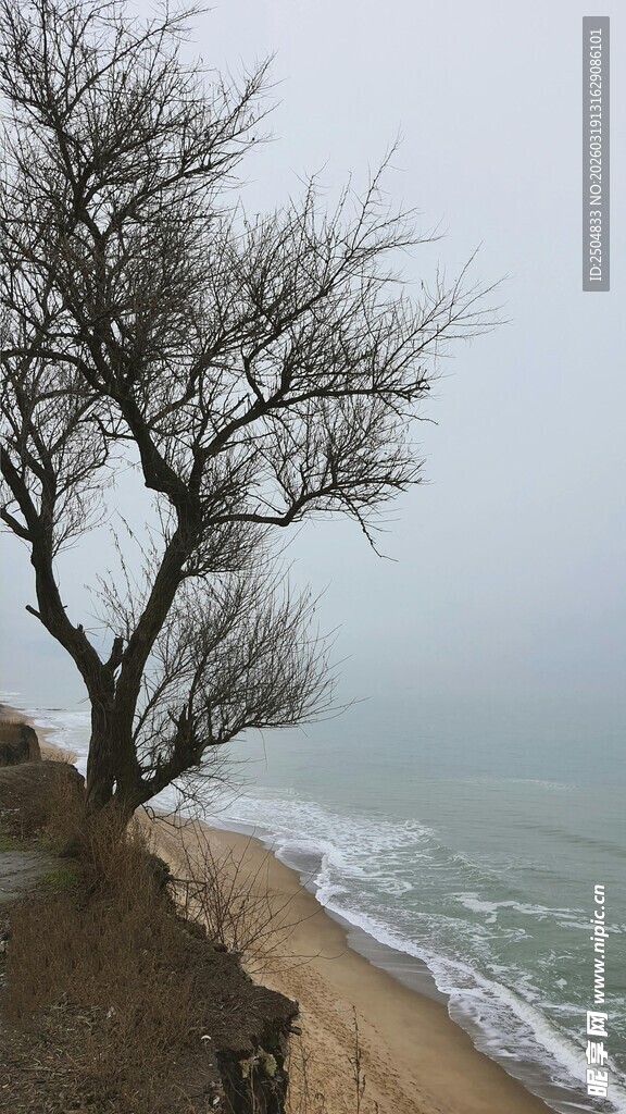 海边孤树 雾霭中的静谧景致