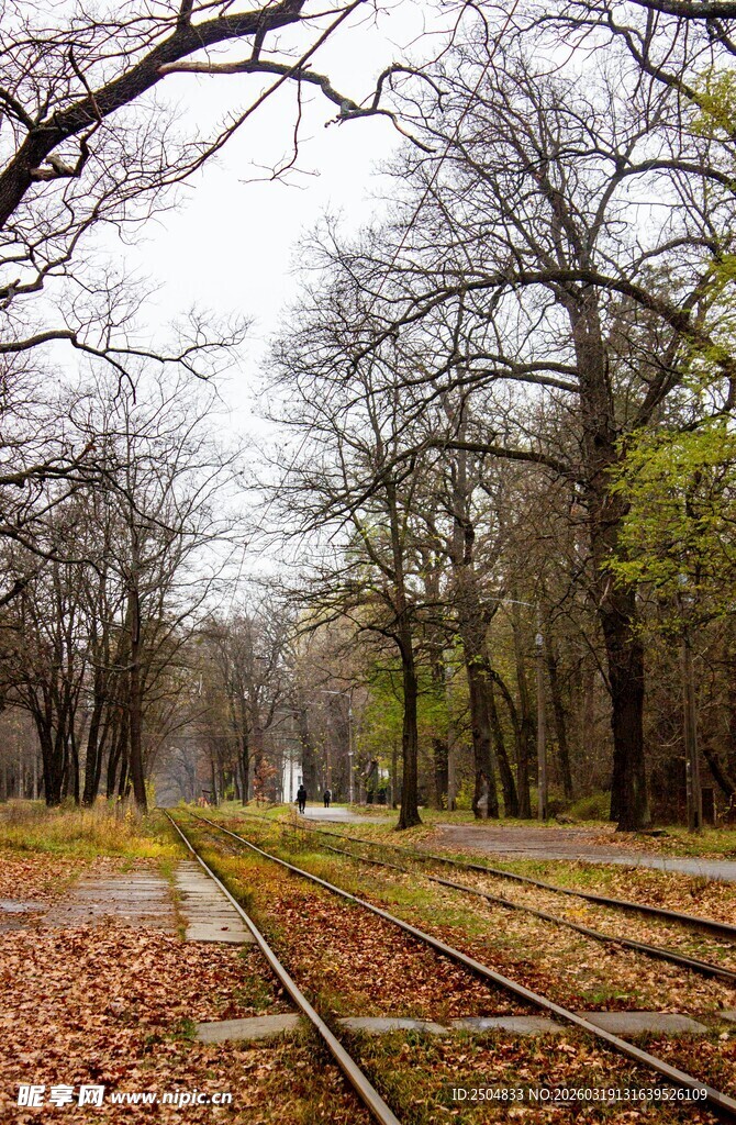 秋日铁轨旁的萧瑟树林