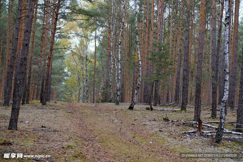 林间小径 静谧森林风光