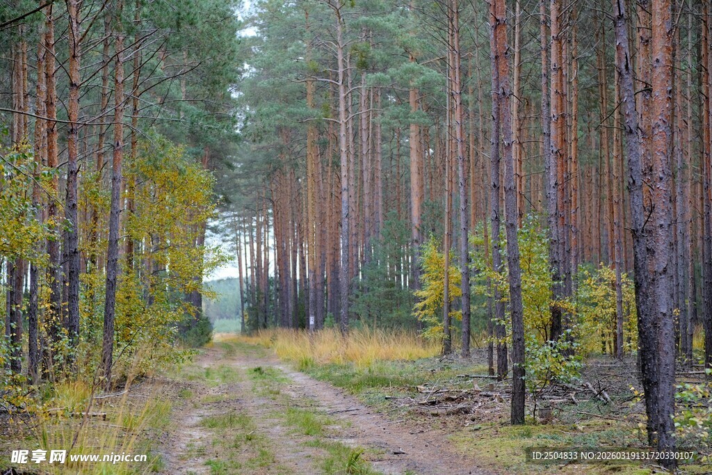 林间小道 秋日森林景致