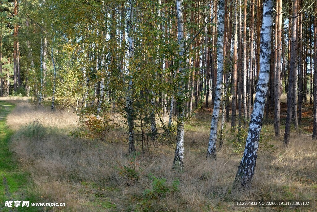 林间小道 秋色中的白桦林