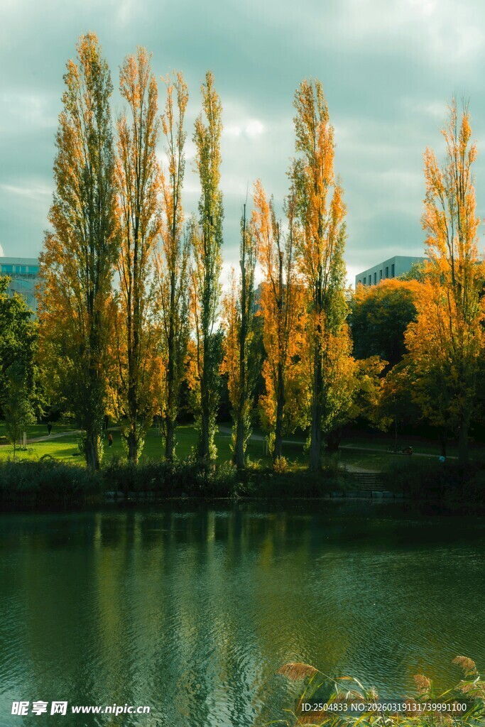 秋日湖畔挺拔树木美景