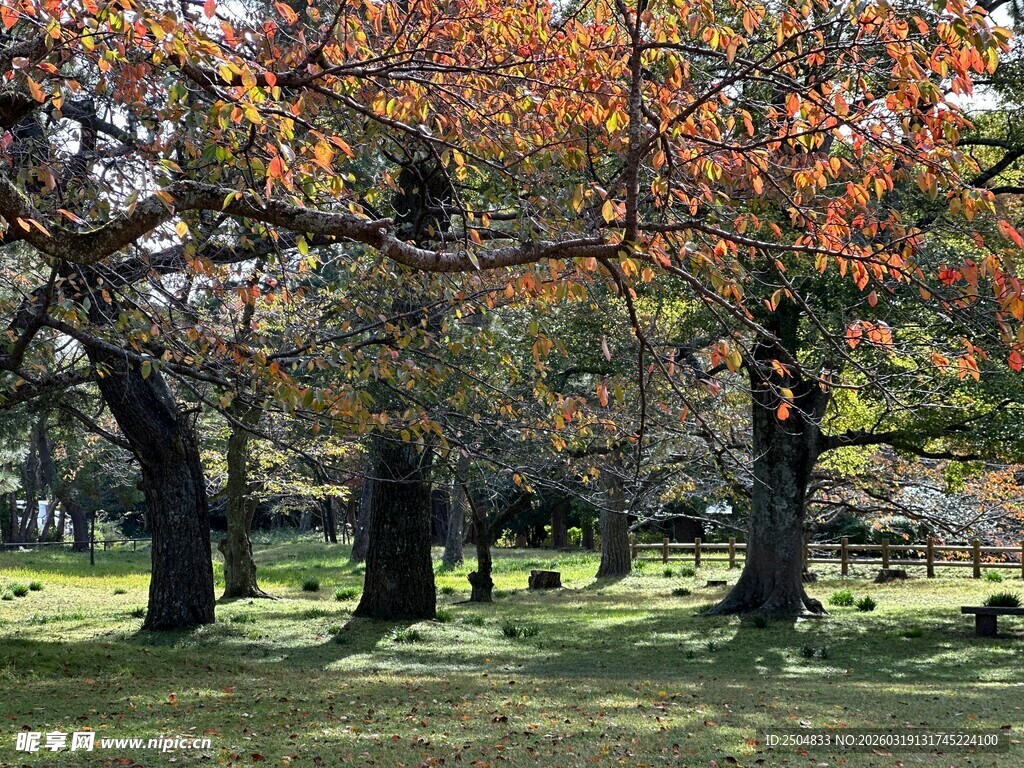 秋日斑斓树林美景