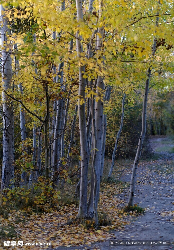 秋日林间小道 黄叶纷飞