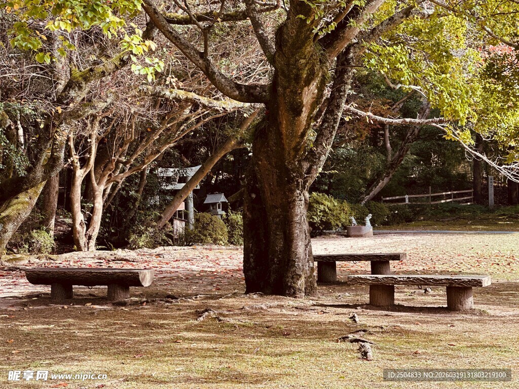 林间树下的休闲野餐桌