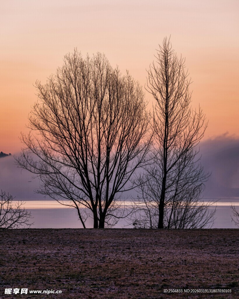 湖畔暮色中的光秃树木