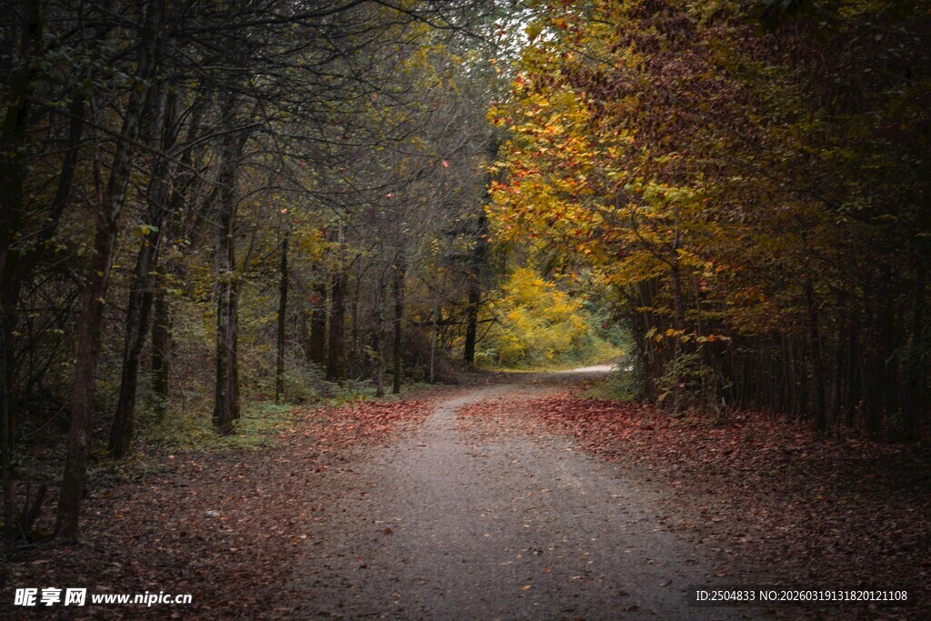 秋日林间小径 静谧之景