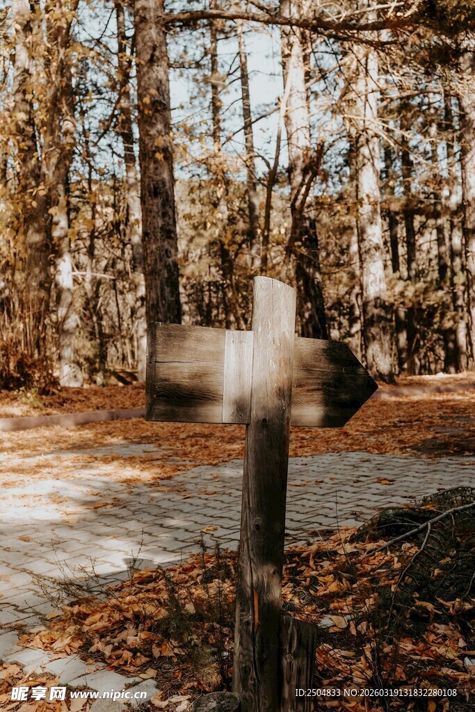 森林中的方向指示路标