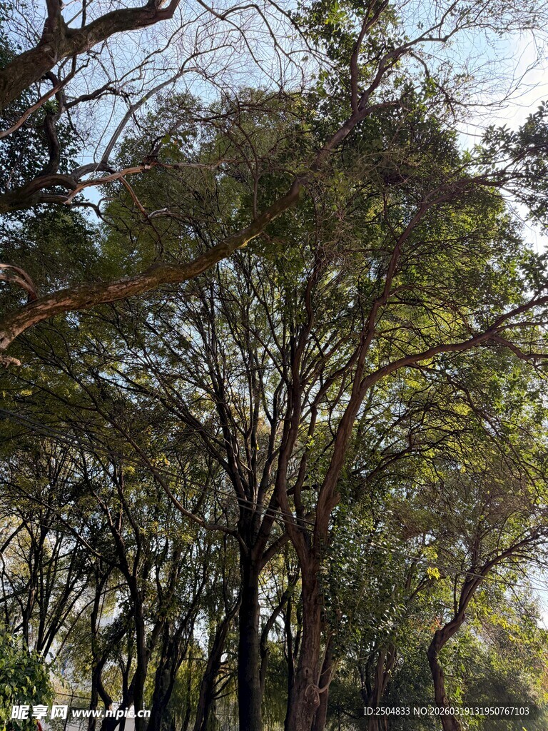 茂密树林中的高大树木