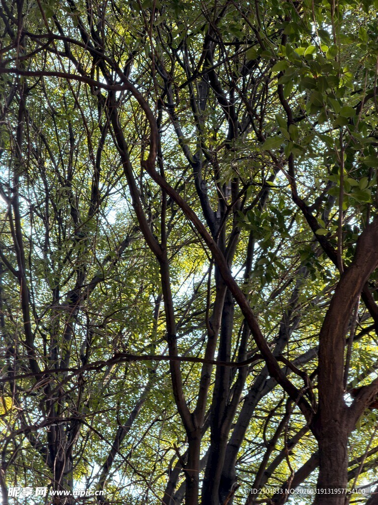 繁茂树林中的交错树枝