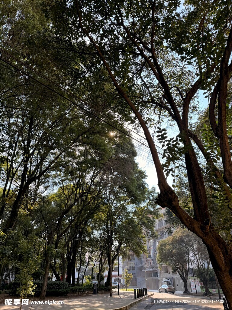 林荫下的静谧道路