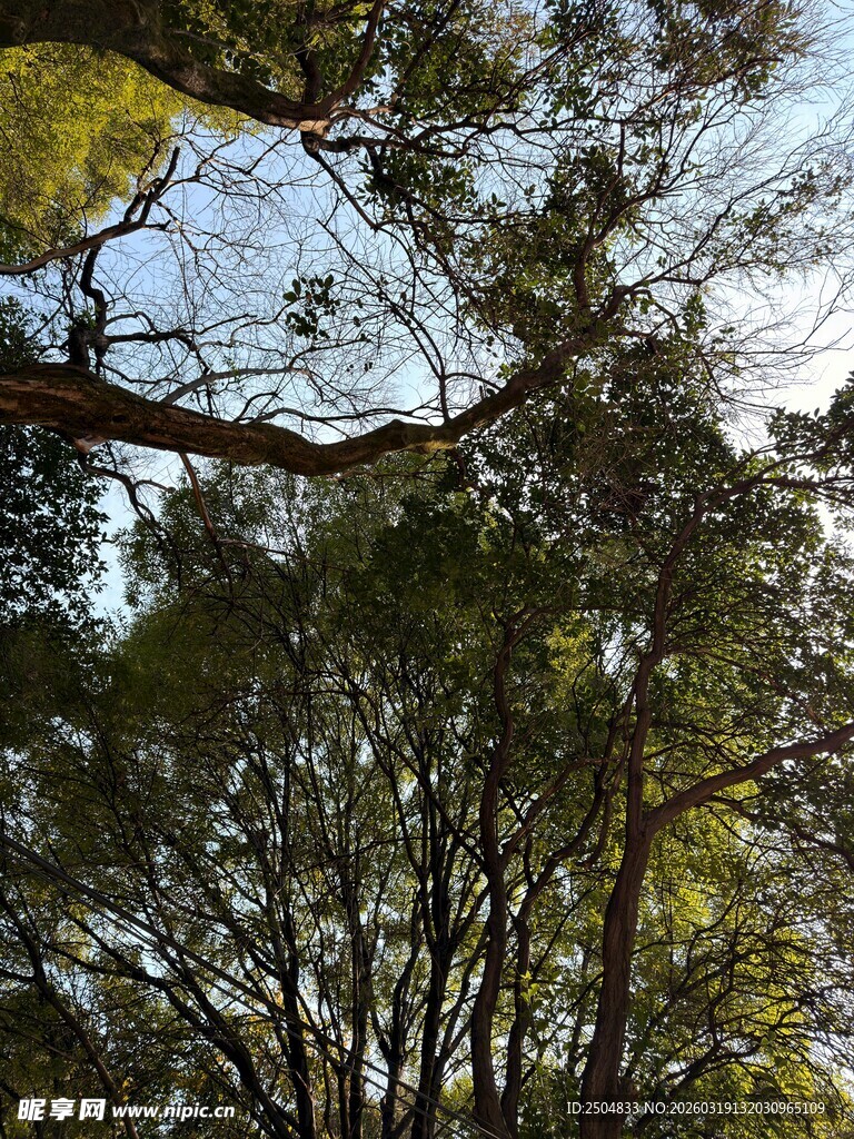 仰视林间树木与天空